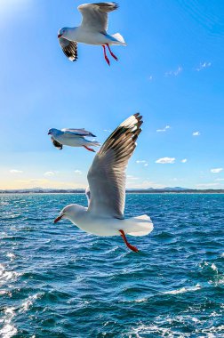 Sydney, Avustralya 'da berrak bir mavi gökyüzünün altında, titreyen okyanus sularında zarif bir şekilde süzülen üç martı, sakin ama dinamik bir doğa sahnesini yakalıyor..