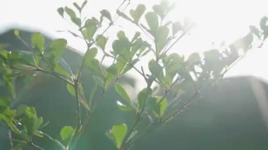 Öğleden sonra rüzgarla savrulan yapraklar