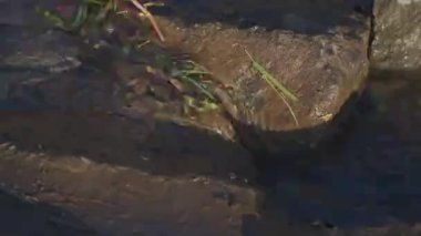 Yaprakların arasından akan küçük nehirler.