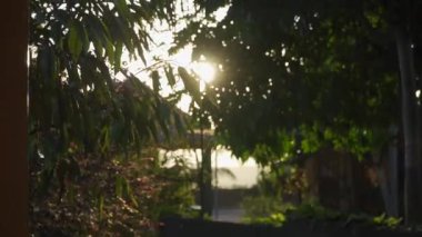 Gün batımı ağaçların yaprakları arasında
