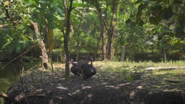 Ormanın Ortasında Hindi — Stok video