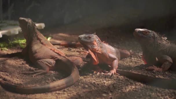笼中的三只褐色鬣蜥 — 图库视频影像