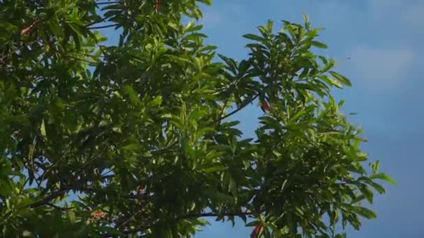 Wind Waait Bomen Met Blauwe Lucht — Stockvideo