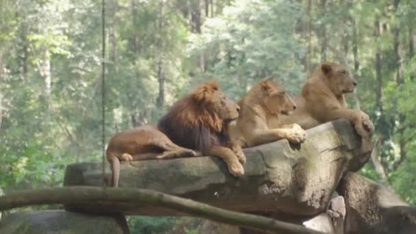 Lion Relaxing Rock Others — Stock Video