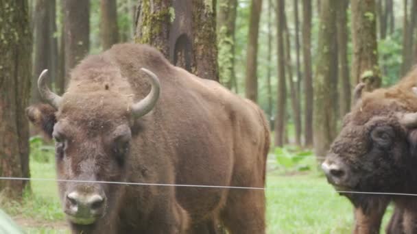 Buffalo Mieszka Safari Park — Wideo stockowe