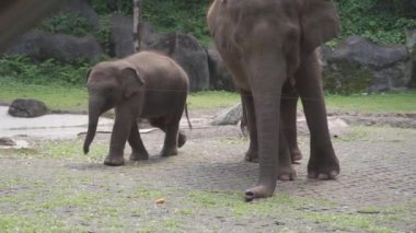 Bir bebek fil ve yetişkin fil hayvanat bahçesinde yürüyorlar.