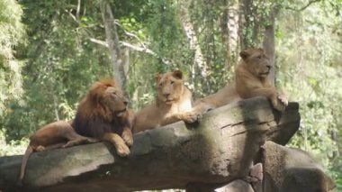 Bir grup aslan kütüğün üzerinde yatıyor.