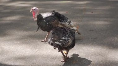 Bir hindi yerde yürüyor