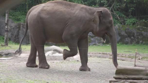 Elefante Caminando Por Camino Piedra — Vídeo de stock
