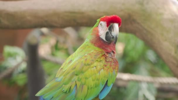 Kırmızı Saçlı Mavi Tüylü Bir Papağan — Stok video