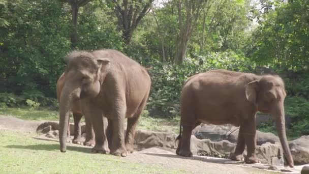 Group Elephants Walking Zoo Exhibit — Stock Video
