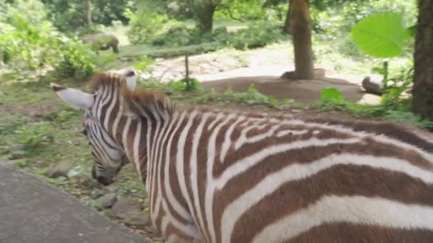 Zebra Kráčející Stezce — Stock video