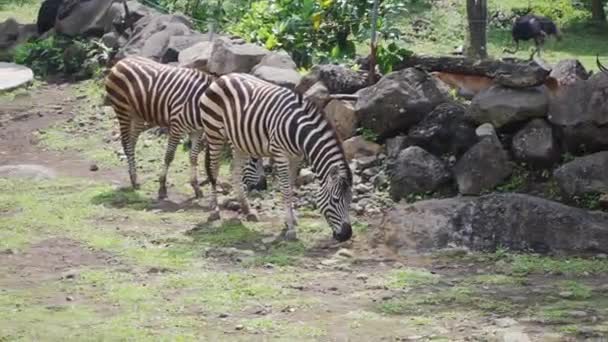Grupo Zebras Pastando Grama — Vídeo de Stock