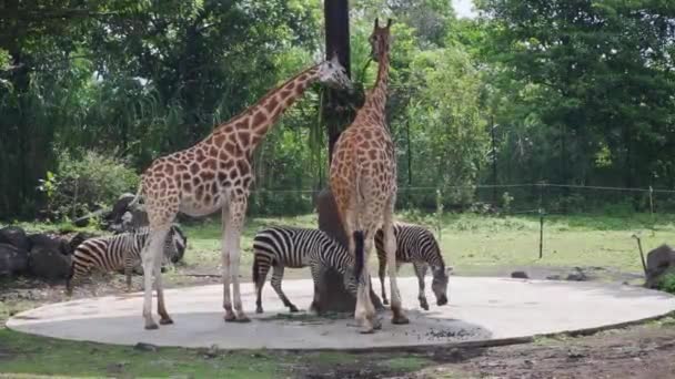 动物园展览中的一组长颈鹿和斑马 — 图库视频影像