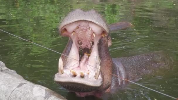 Hipopótamo Con Boca Abierta Agua — Vídeos de Stock