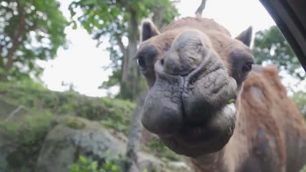 動物園でのラクダの顔の終わり — ストック動画