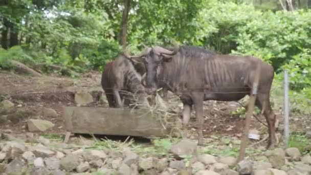 Δύο Ταύροι Στέκονται Περιφραγμένο Χώρο — Αρχείο Βίντεο