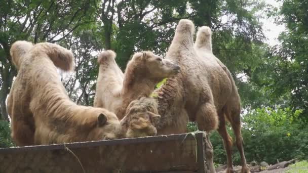 Grupo Camelos Uma Gaiola — Vídeo de Stock