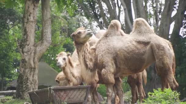 Grupa Wielbłądów Stojąca Trawie — Wideo stockowe