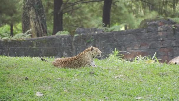 Leopardo Tirado Hierba — Vídeo de stock