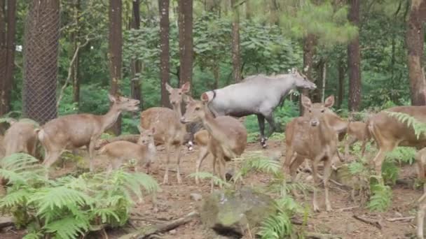 Grupo Ciervos Bosque — Vídeos de Stock