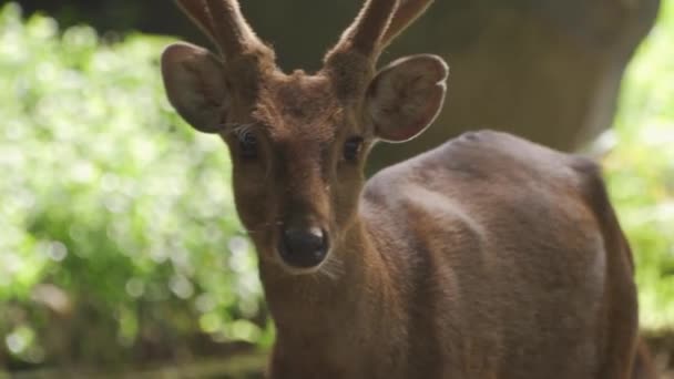 Ett Rådjur Med Horn Som Tittar Kameran — Stockvideo