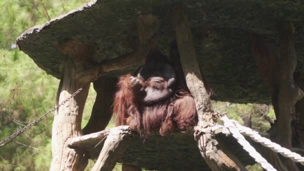 Orangutan Sitting Tree — Stock Video