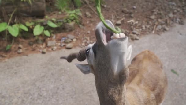 Cerf Mangeant Une Plante Verte — Video