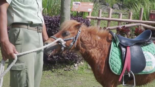 Homem Uniforme Segurando Cavalo Pônei Com Uma Corda — Vídeo de Stock