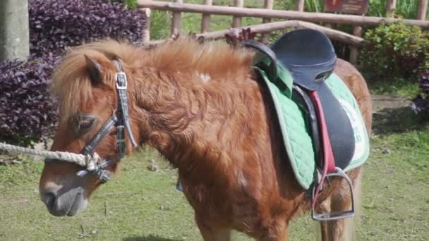 Horse Saddle Its Back Park — Stock Video