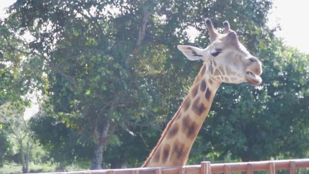 Girafă Înclinată Peste Gard Parc — Videoclip de stoc