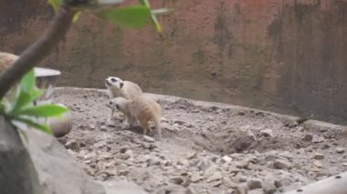 Parkın kayalık bölgesinde bir grup Suricate.