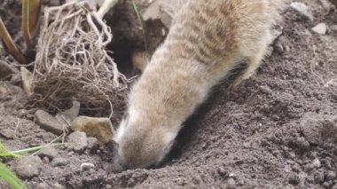 Hayvanat bahçesinde toprağı kazan bir suricate.