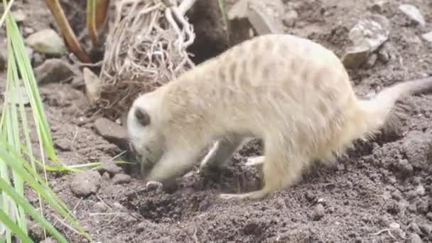 動物園で土を掘るミーアキャット — ストック動画