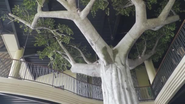 Ein Baum Mit Geländer Und Balkon — Stockvideo