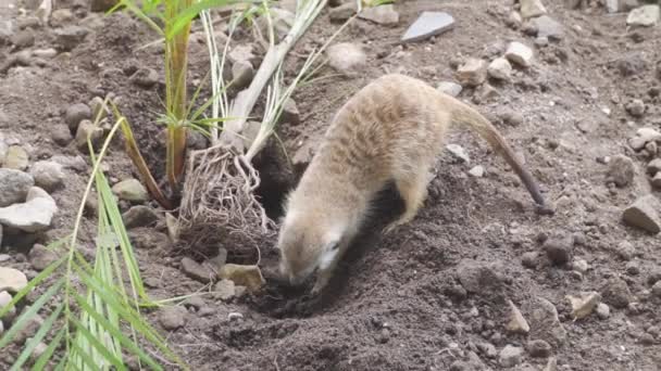 Meerkat Digging Dirt Park — Stock Video