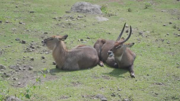 Twee Antilope Liggend Grond Van Park — Stockvideo