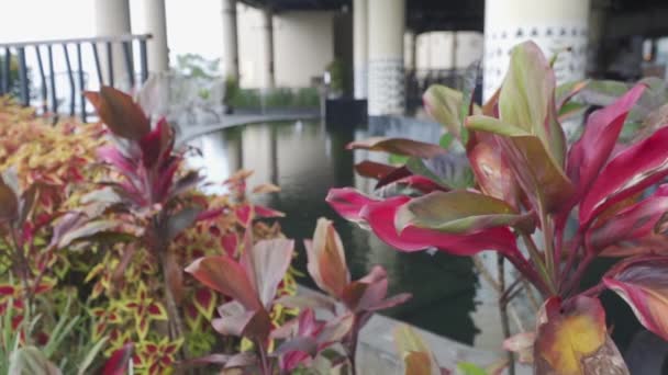 Pond Plants Building Columns Hotel — Stock Video