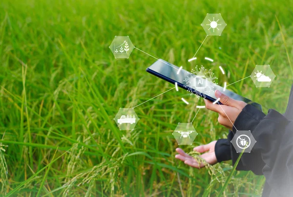 İnovatif Smart Farm System Technology, Tarım Yönetimi Mobil akıllı telefon, akıllı teknoloji konsepti ile, çalışmak için veri depolamak.