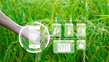 Yenilikçi akıllı tarım sistemi teknolojisi, akıllı teknoloji kavramına sahip tarım yönetimi, araştırma için veri toplama ve pirinç ağacı arka planı filizleniyor.