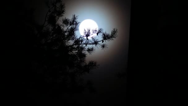 Full Moon Cloudy Night Sky High Quality Footage — Stock Video
