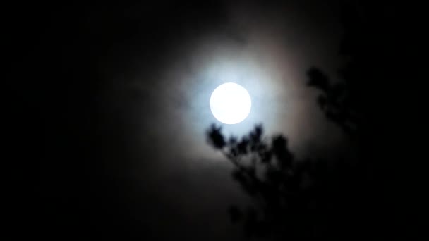 Luna Llena Cielo Nocturno Nublado Imágenes Alta Calidad — Vídeos de Stock