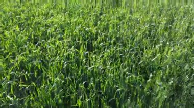 Tarlada buğday çimi, buğday kulağı, yeşil çimen