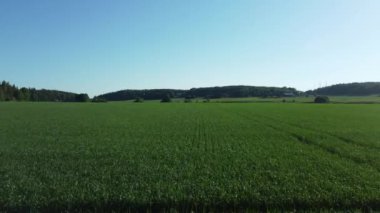 Almanya 'da bir buğdayın yeşil tarlaları.