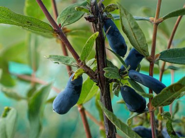 A detailed close-up image of ripe Honeyberry (Lonicera caerulea), also known as Haskap, growing on a branch. The vibrant blue berries and lush green leaves emphasize the freshness and natural beauty of this nutritious fruit. Ideal for promoting healt clipart