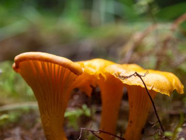 Canlı bir Altın Chanterelle mantarı (Cantharellus cibarius), yosun ve orman döküntüleri arasında yer alan doğal ortamında gelişir. Bu görüntü, Finlandiya 'nın el değmemiş, temiz doğasından sağlıklı ve doğal gıdaların özünü yansıtır..