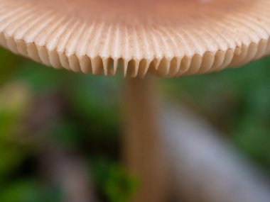 Finlandiya 'nın saf doğasında, sonbahar ormanlarında mantarın yakın çekimi