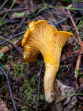 Canlı bir Altın Chanterelle mantarı (Cantharellus cibarius), yosun ve orman döküntüleri arasında yer alan doğal ortamında gelişir. Bu görüntü, Finlandiya 'nın el değmemiş, temiz doğasından sağlıklı ve doğal gıdaların özünü yansıtır..