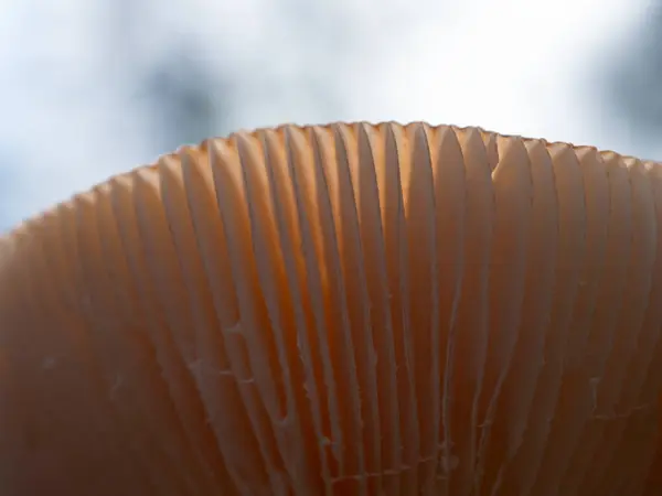 stock image close-up of a mushroom in the autumn forest in the pure nature of Finland