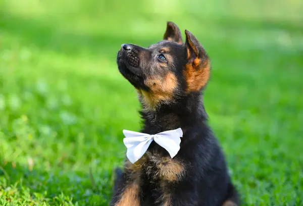 Yaz günü yeşil çimlerin üzerinde oturan papyonlu şirin meraklı köpek yavrusu. Yakın çekim, seçici odaklanma. Tatlı küçük siyah köpek bir beyefendiye ya da damada benziyor. Komik hayvan hayvan yaşam konsepti.
